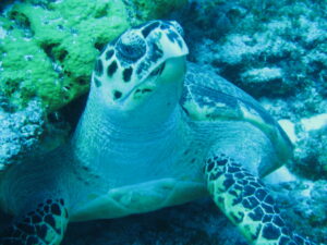 Turtle